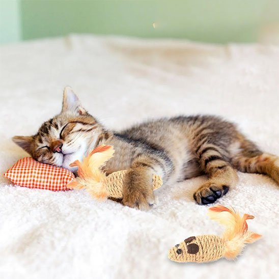 Jouet pour chat | Interactif - ChatTisfait