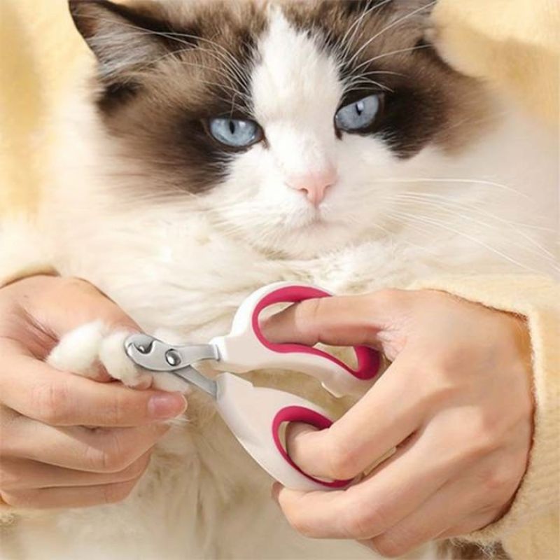 coupeonglepourchat