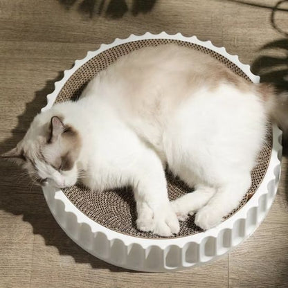 griffoirchat-rond-sieste