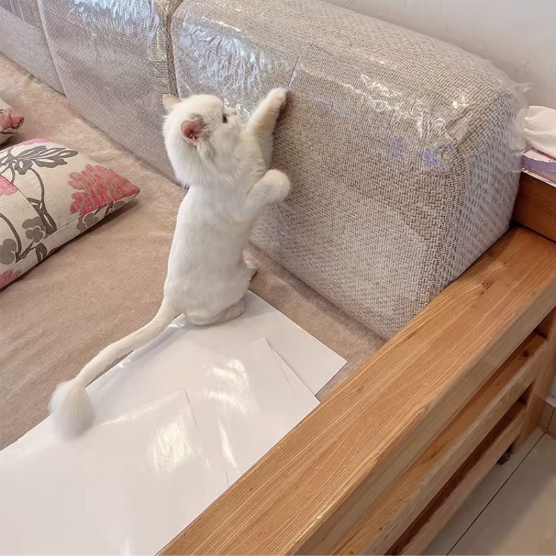 protegeantigriffesdechat-invisible